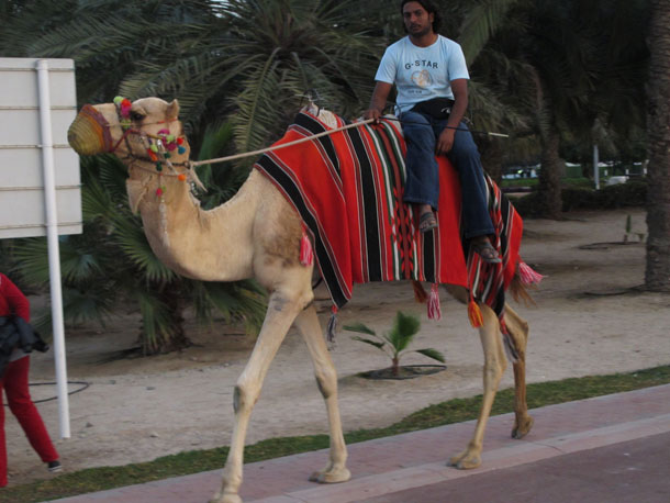 The Search for Camel Toe Soup